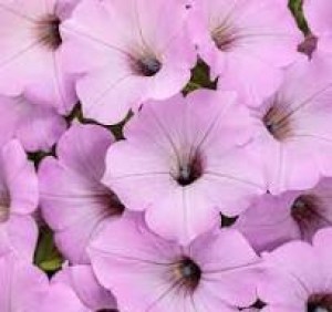 Без названия (1)55